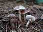 Lilás őzlábgomba (Lepiota lilacea), Budapest